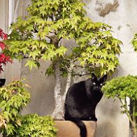 Bagheera